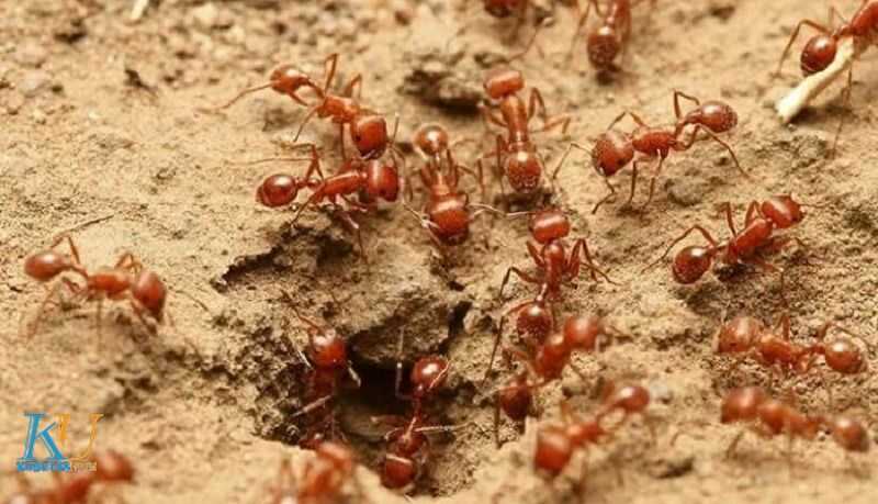 Nằm mơ thấy đàn kiến về tổ