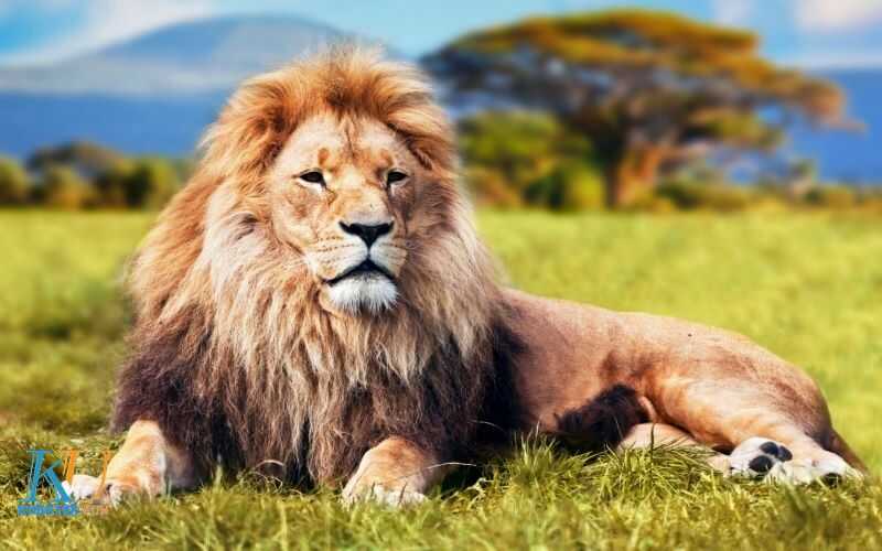 Ngủ mơ thấy sư tử nên đánh số mấy dễ trúng nhất? 