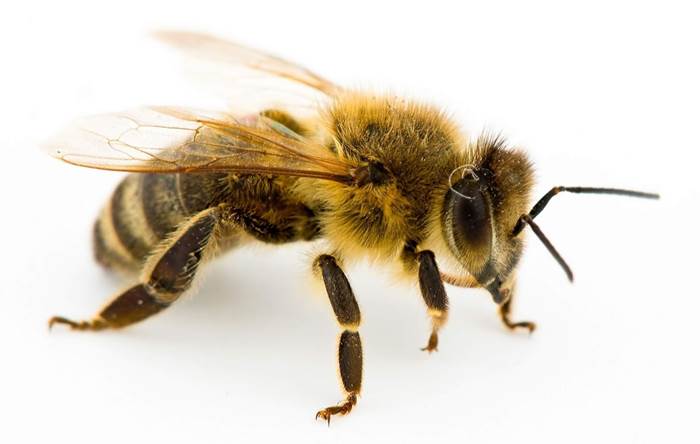 Mơ thấy ong là điềm báo gì? 