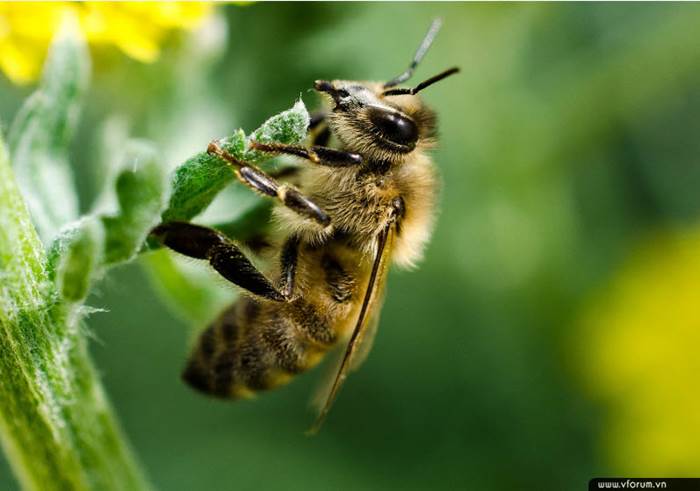 Con ong số mấy? Mơ thấy ong đánh số nào để trúng lớn ?