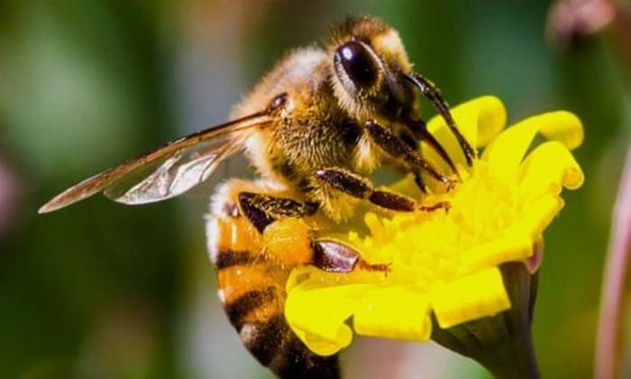 Tìm hiểu các trường hợp cụ thể khi mơ thấy ong